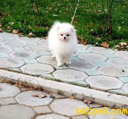Mini Teacup Pomeranianboo  1 Kg 16cm 1