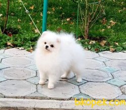 Mini Teacup Pomeranianboo  1 Kg 16cm 3