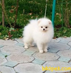 Mini Teacup Pomeranianboo  1 Kg 16cm 2
