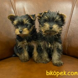 Mini Teacup Yorkshire Terrier Yavrularımız 3