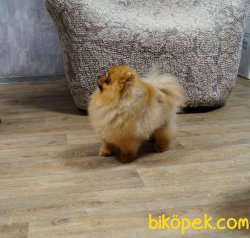 MINI TEDDY FACE POMERANIAN BOO 2