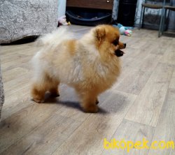 MINI TEDDY FACE POMERANIAN BOO 3