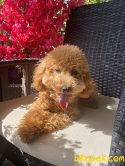 Mini Toy 3 Kg Toy Koyu Apricot  Poodle 3