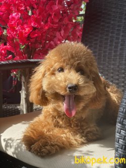 Mini Toy 3 Kg Toy Koyu Apricot  Poodle 1