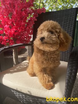 Mini Toy 3 Kg Toy Koyu Apricot  Poodle 2