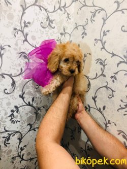 Mini Toy Apricot Poodle Yavrularımız 4
