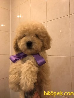 Mini Toy Apricot Poodle Yavrularımız 1