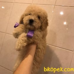 Mini Toy Apricot Poodle Yavrularımız 5