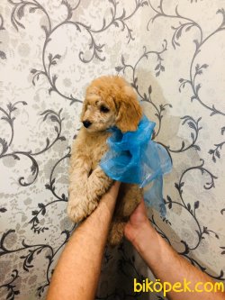 Mini Toy Apricot Poodle Yavrularımız 3
