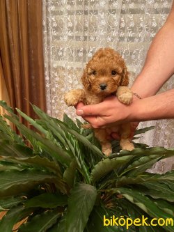 Mini Toy Apricot Poodle Yavrularımız 2
