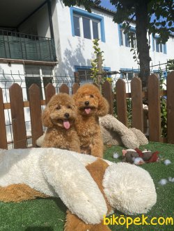 Mini Toy Eğitimli Poodle Köpeklerimiz 2-3 Kg 2