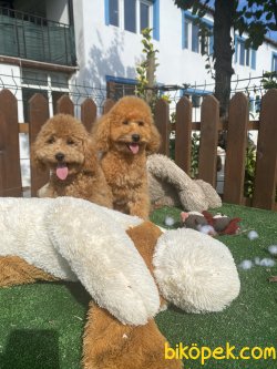 Mini Toy Eğitimli Poodle Köpeklerimiz 2-3 Kg 1