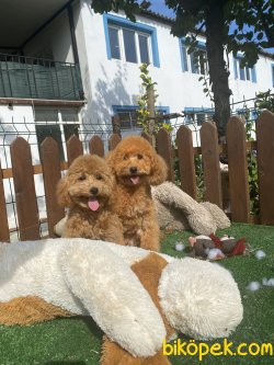 Mini Toy Eğitimli Poodle Köpeklerimiz 2-3 Kg 3