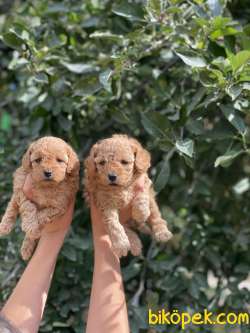 MİNİ TOY POODLE BEBEKLER 2