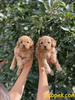 MİNİ TOY POODLE BEBEKLER 3