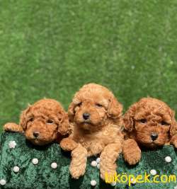 MİNİ TOY POODLE BEBEKLER 1