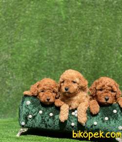 MİNİ TOY POODLE BEBEKLER 4