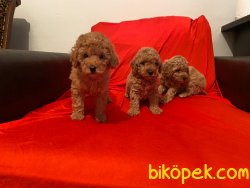 Mini Toy Poodle Yavrular 1