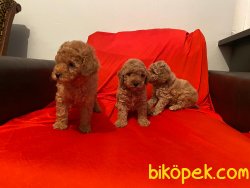 Mini Toy Poodle Yavrular 3