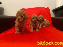 Mini Toy Poodle Yavrular 4