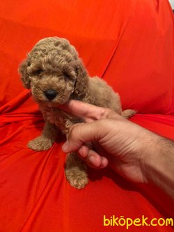 Mini Toy Poodle Yavrular 2