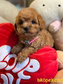 MİNİ TOY POODLE YAVRULARI