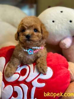 MİNİ TOY POODLE YAVRULARI 2