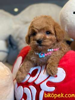 MİNİ TOY POODLE YAVRULARI 3