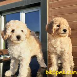 Mini Toy Poodle Yavruları Satılık 5