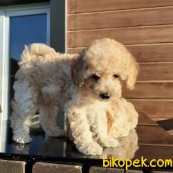 Mini Toy Poodle Yavruları Satılık 4