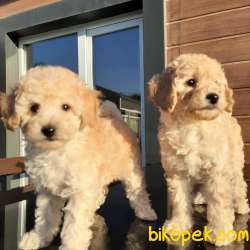 Mini Toy Poodle Yavruları Satılık 2