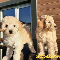 Mini Toy Poodle Yavruları Satılık 3