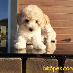 Mini Toy Poodle Yavruları Satılık 1