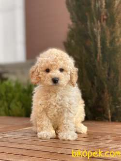 Mini Toy Poodle Yavrularımız 2