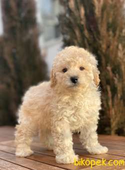 Mini Toy Poodle Yavrularımız 1