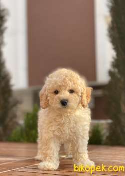 Mini Toy Poodle Yavrularımız 3