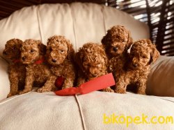Mini Toy Poodle Yavrularımız Pasaportlu Chipli 3