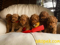 Mini Toy Poodle Yavrularımız Pasaportlu Chipli 1