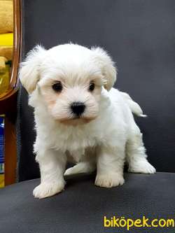Mini Ve Sevimli Maltese Terrier Yavrusu 2