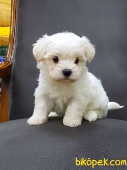 Mini Ve Sevimli Maltese Terrier Yavrusu 1