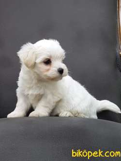 Mini Ve Sevimli Maltese Terrier Yavrusu 3