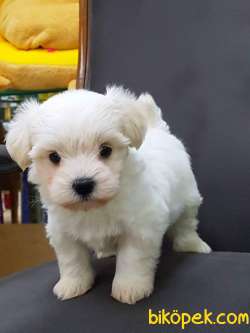 Mini Ve Sevimli Maltese Terrier Yavrusu 4