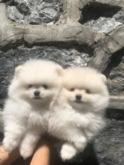 MİNİ XS POMERANİAN BOO AYI SURAT YAVRULARIMIZ 2