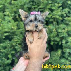 Mini Yorkshire Terrier Dişi Yavrumuz 5
