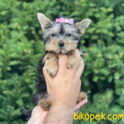 Mini Yorkshire Terrier Dişi Yavrumuz 2
