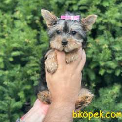 Mini Yorkshire Terrier Dişi Yavrumuz 3