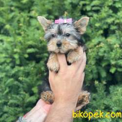 Mini Yorkshire Terrier Dişi Yavrumuz 1