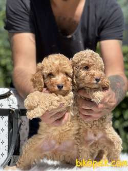 Miniatür Fawn Poodle 4