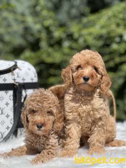 Miniatür Fawn Poodle 3