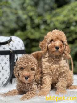 Miniatür Fawn Poodle 1